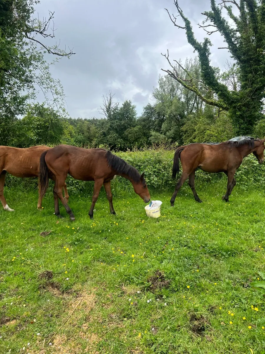 TB Fillies For Sale - Image 3
