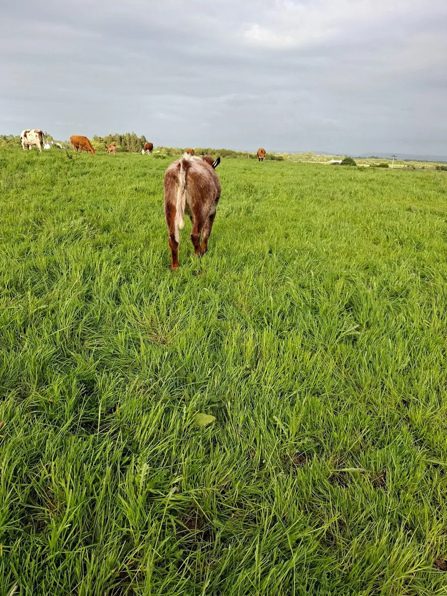 Shorthorn heifer - Image 1
