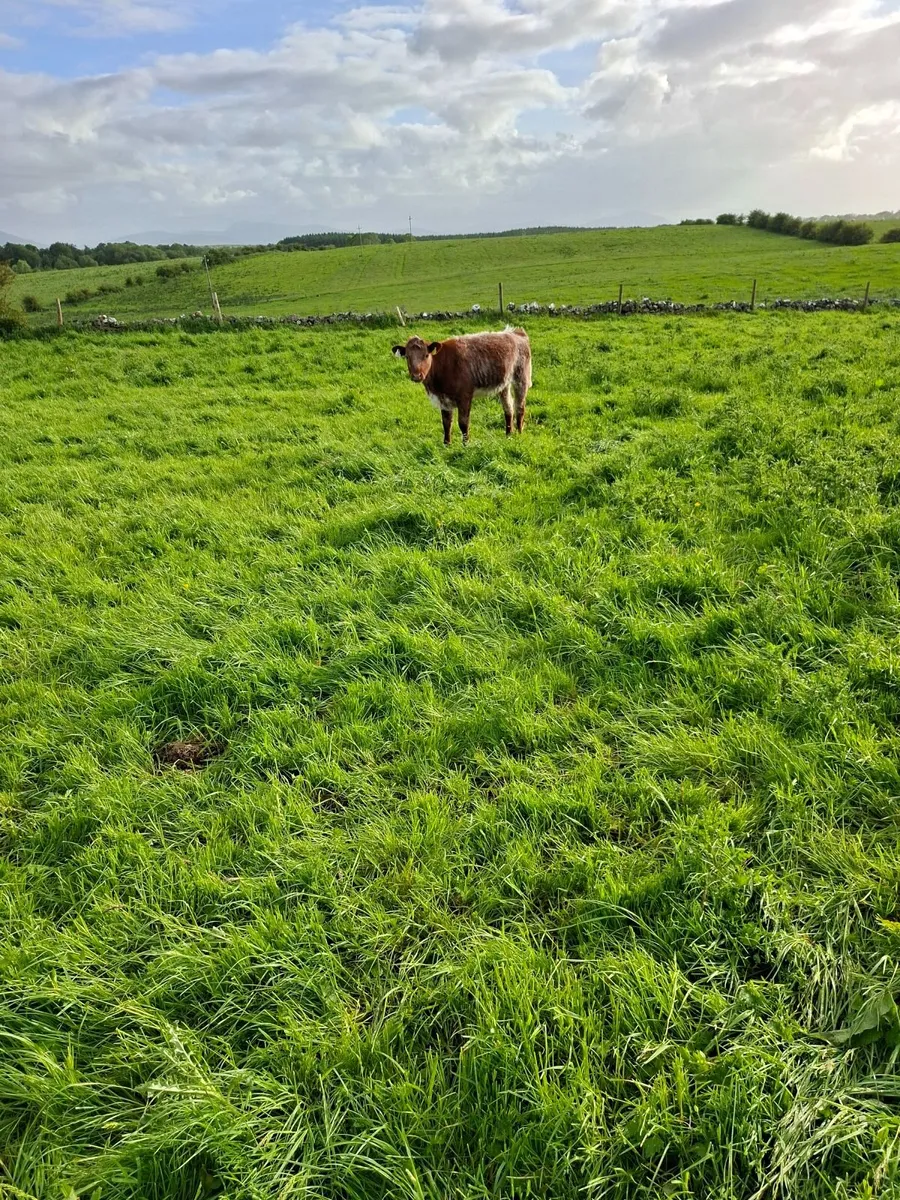 Shorthorn heifer - Image 2
