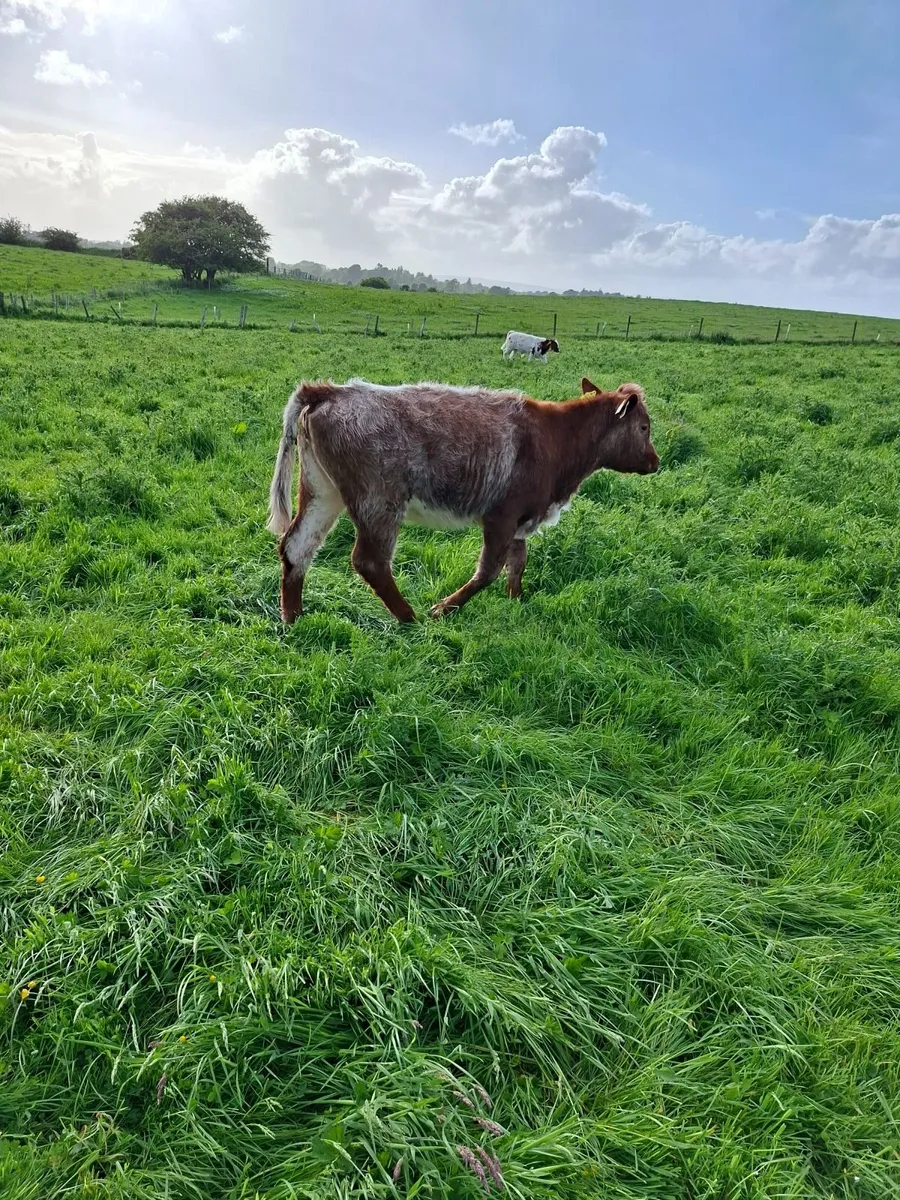 Shorthorn heifer - Image 4