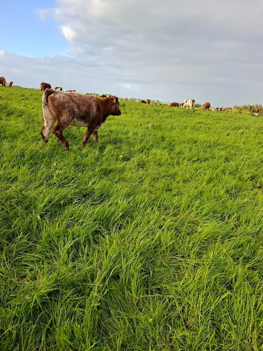 Shorthorn heifer - Image 3