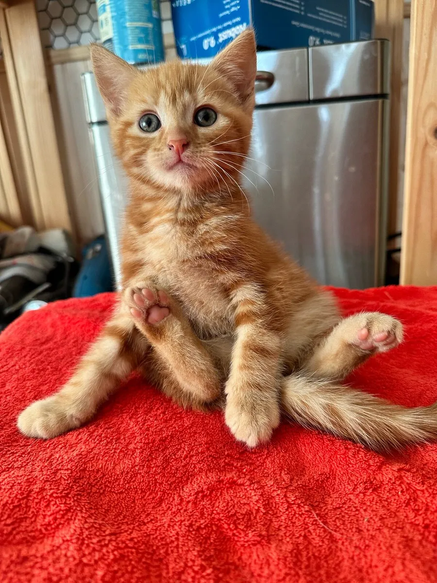 Ginger Kittens - Image 3