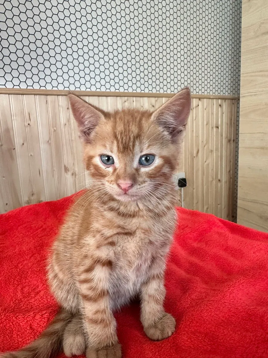 Ginger Kittens - Image 4