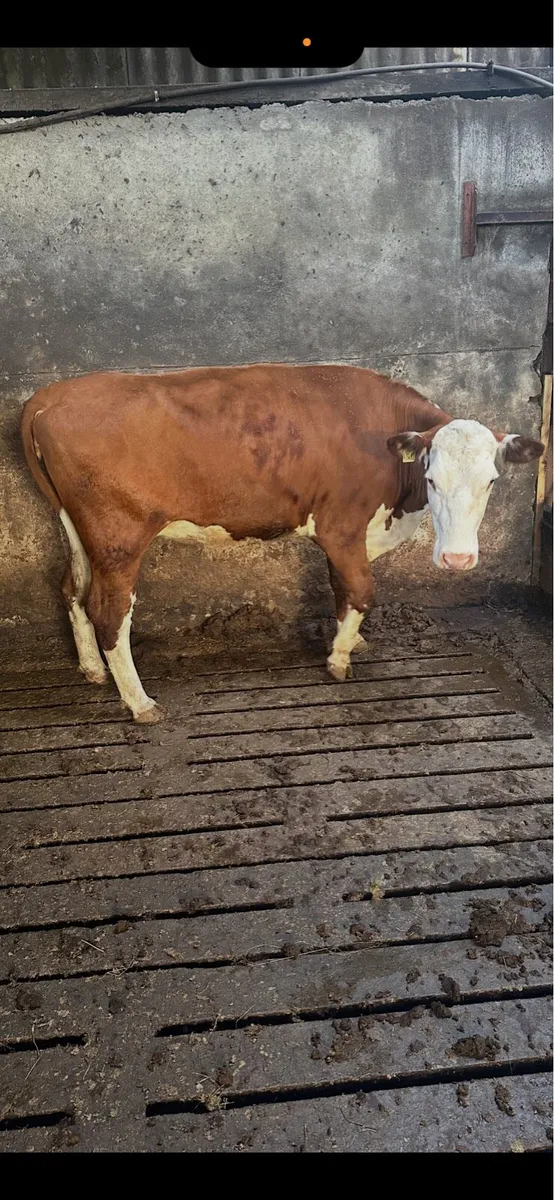 Hereford Heifers - Image 2
