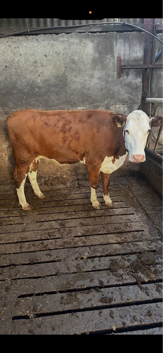 Hereford Heifers - Image 1