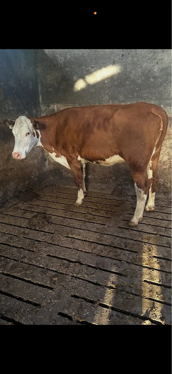 Hereford Heifers - Image 3