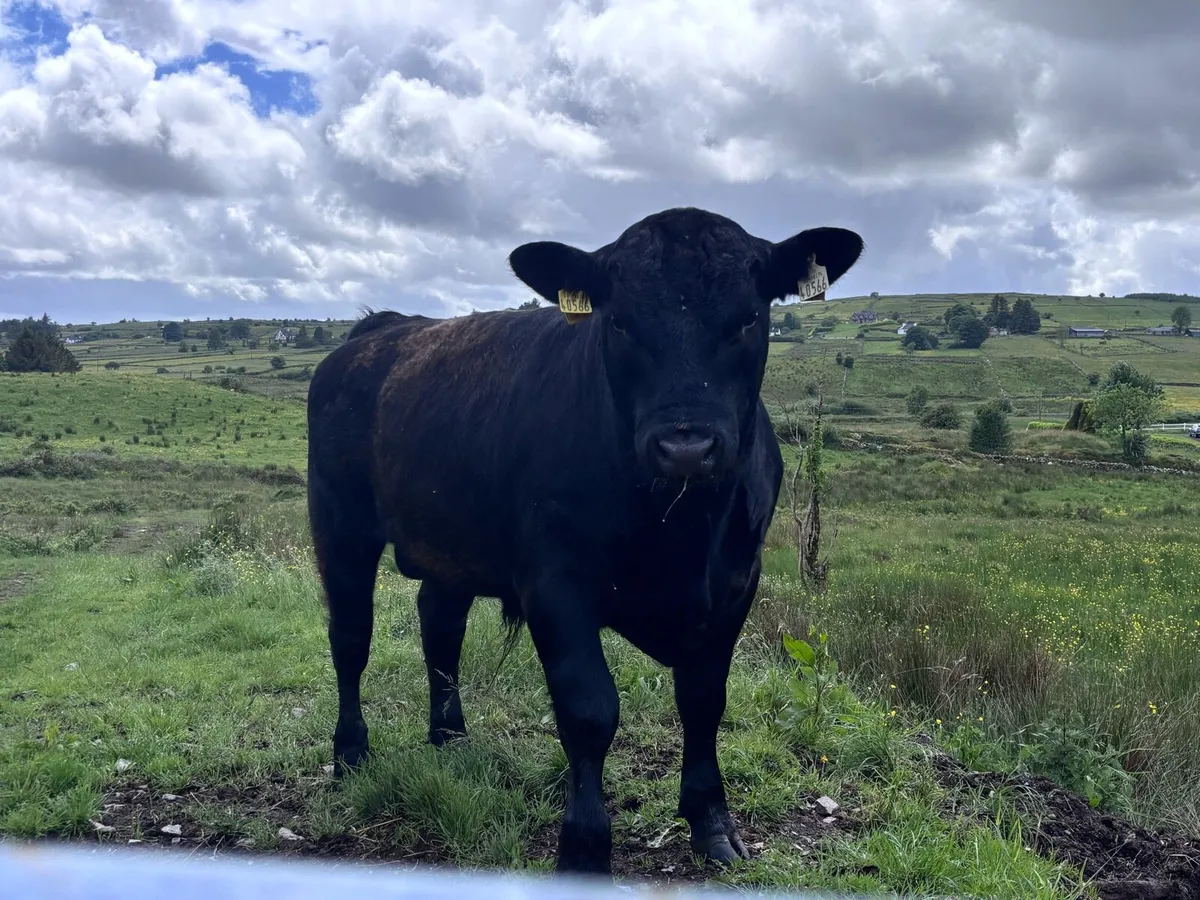 Pb angus bulls - Image 1
