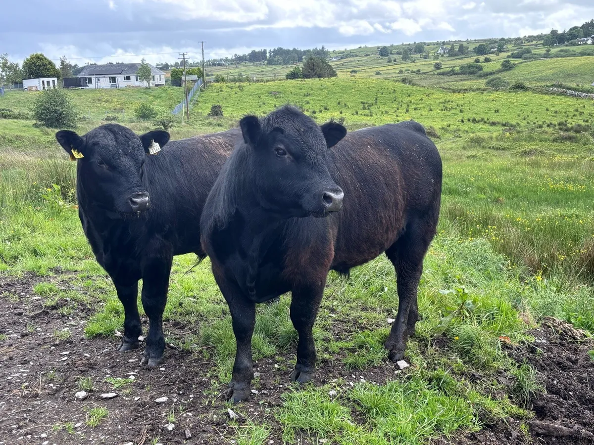 Pb angus bulls - Image 3