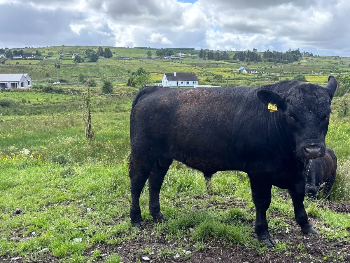 Pb angus bulls - Image 2