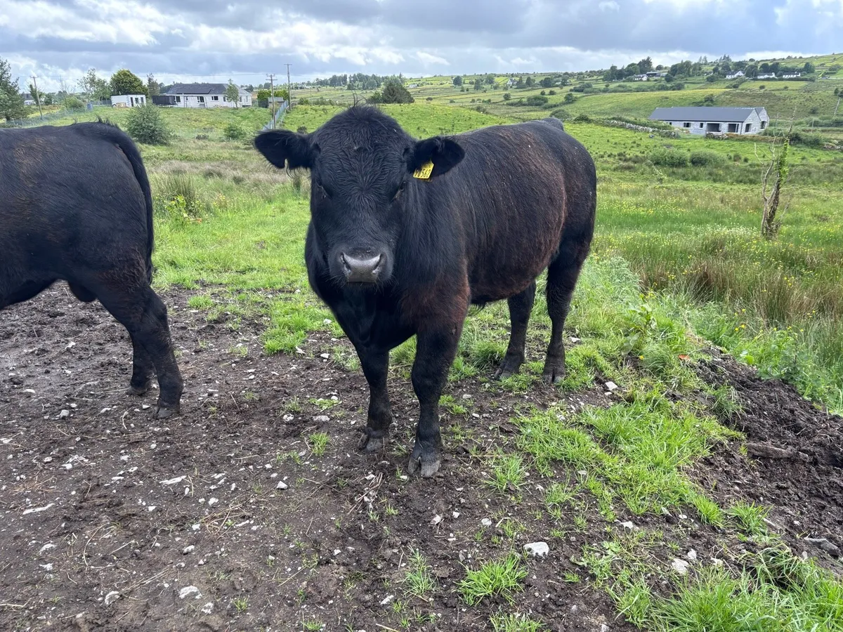 Pb angus bulls - Image 4