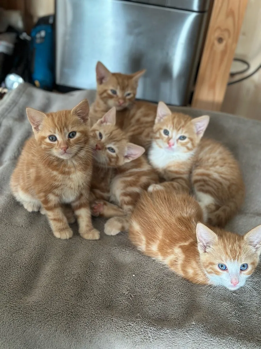 Ginger Kittens - Image 1