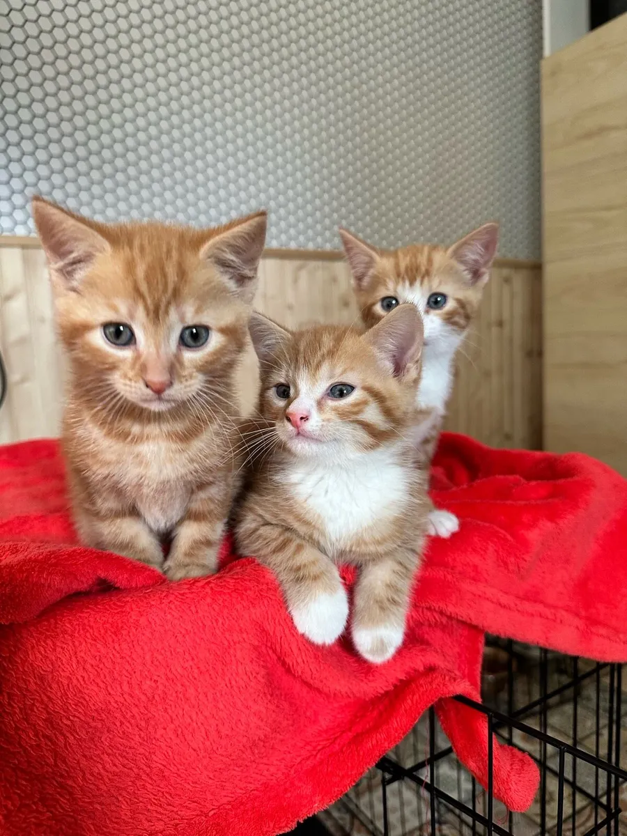 Ginger Kittens - Image 2