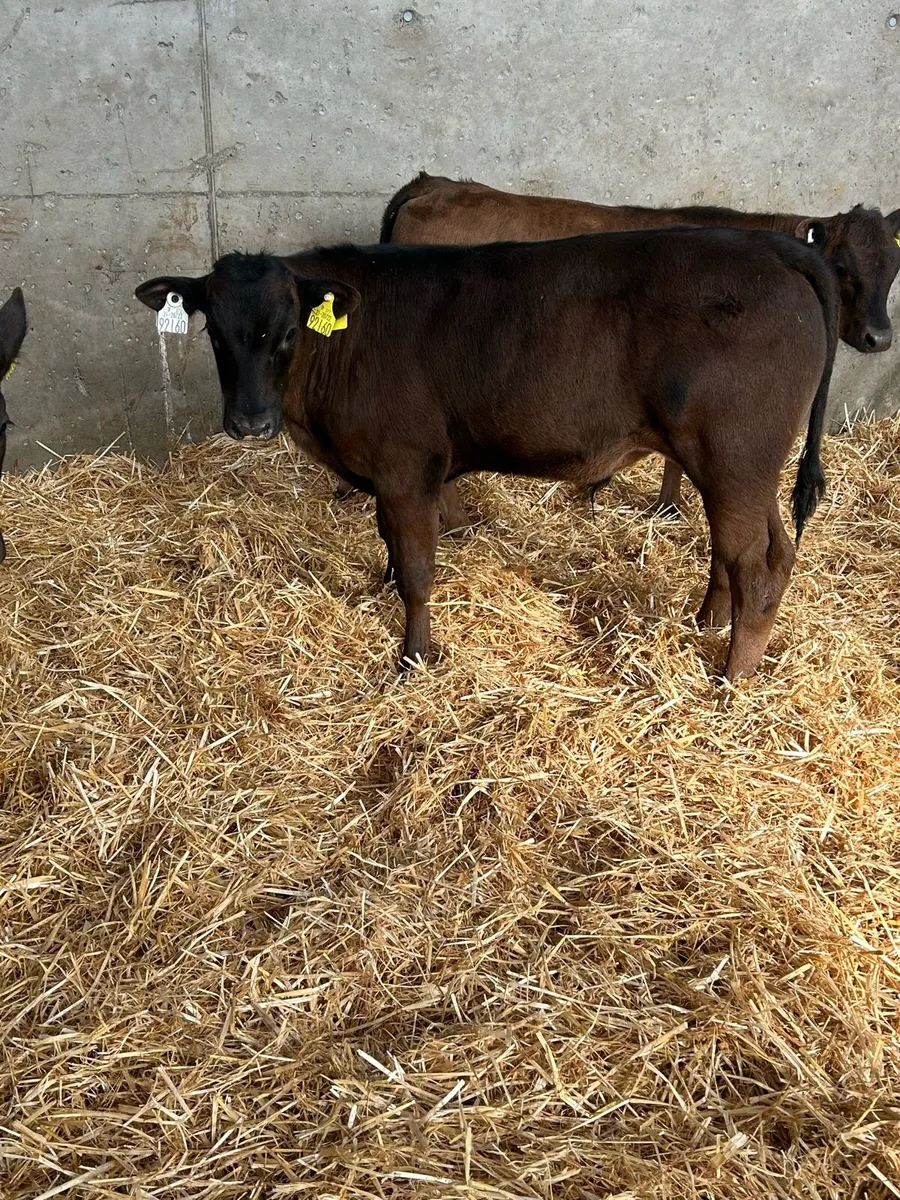 Calves - Image 1