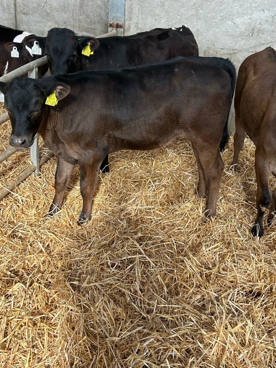 Calves - Image 2