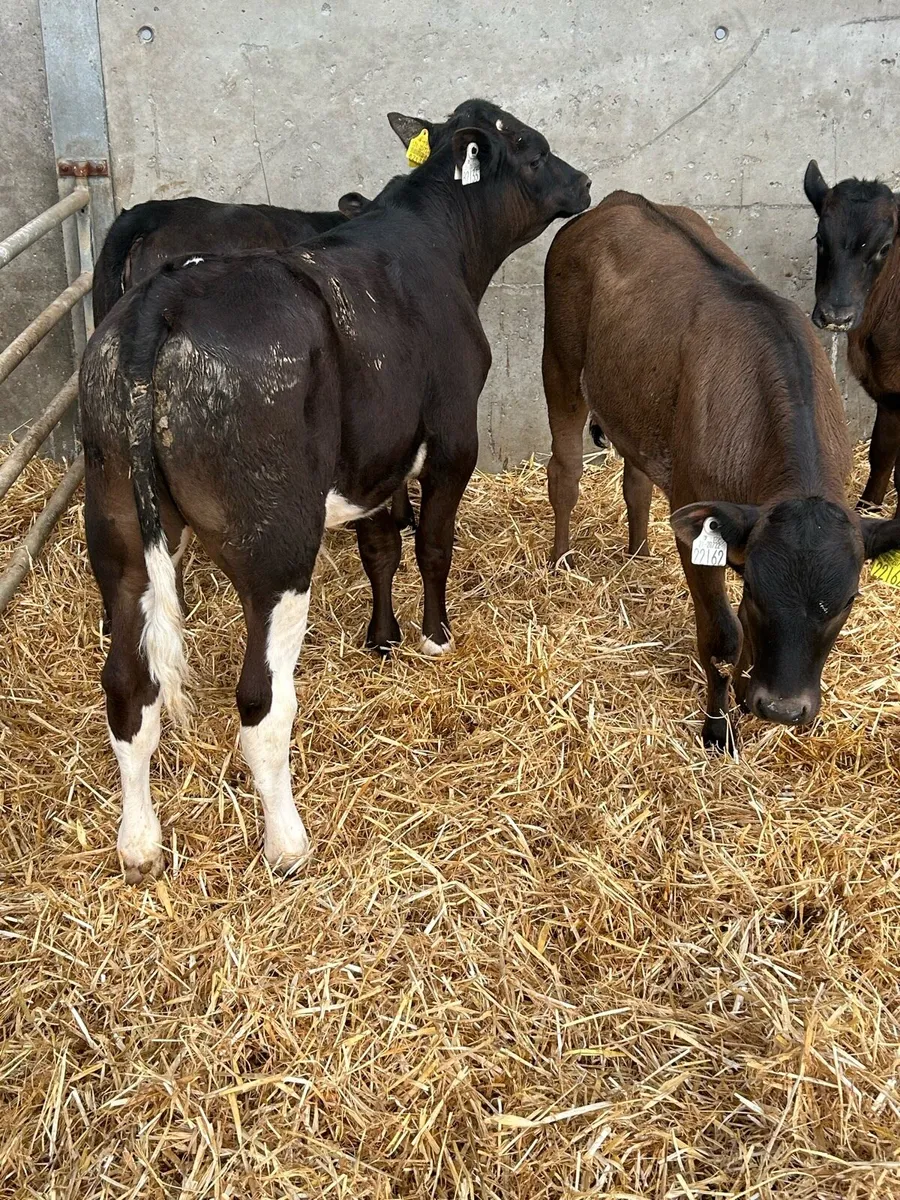 Calves - Image 3