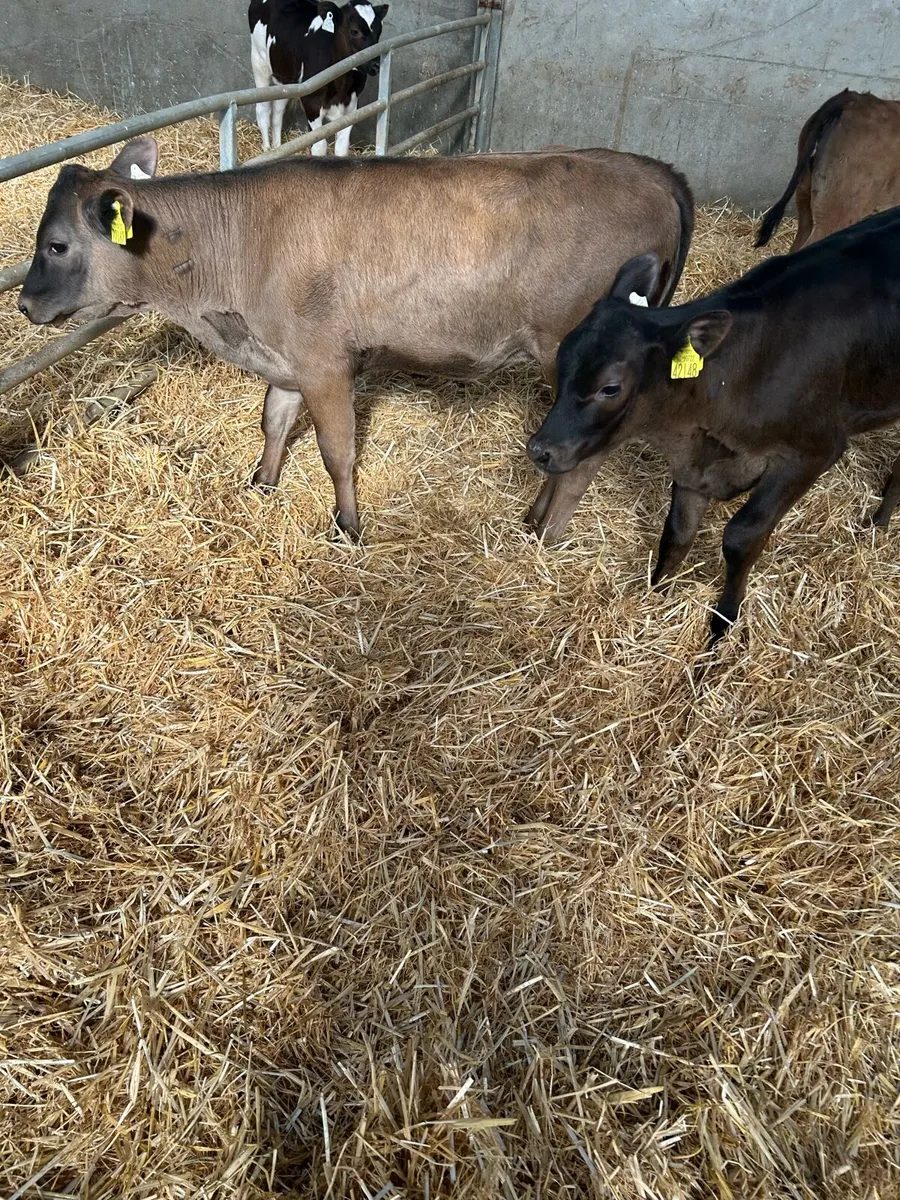 Calves - Image 4
