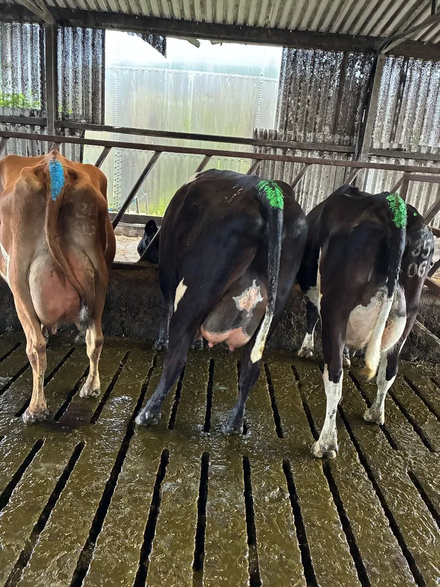 3 fresh calved young cows - Image 2