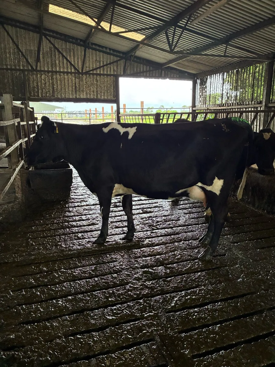 3 fresh calved young cows - Image 3