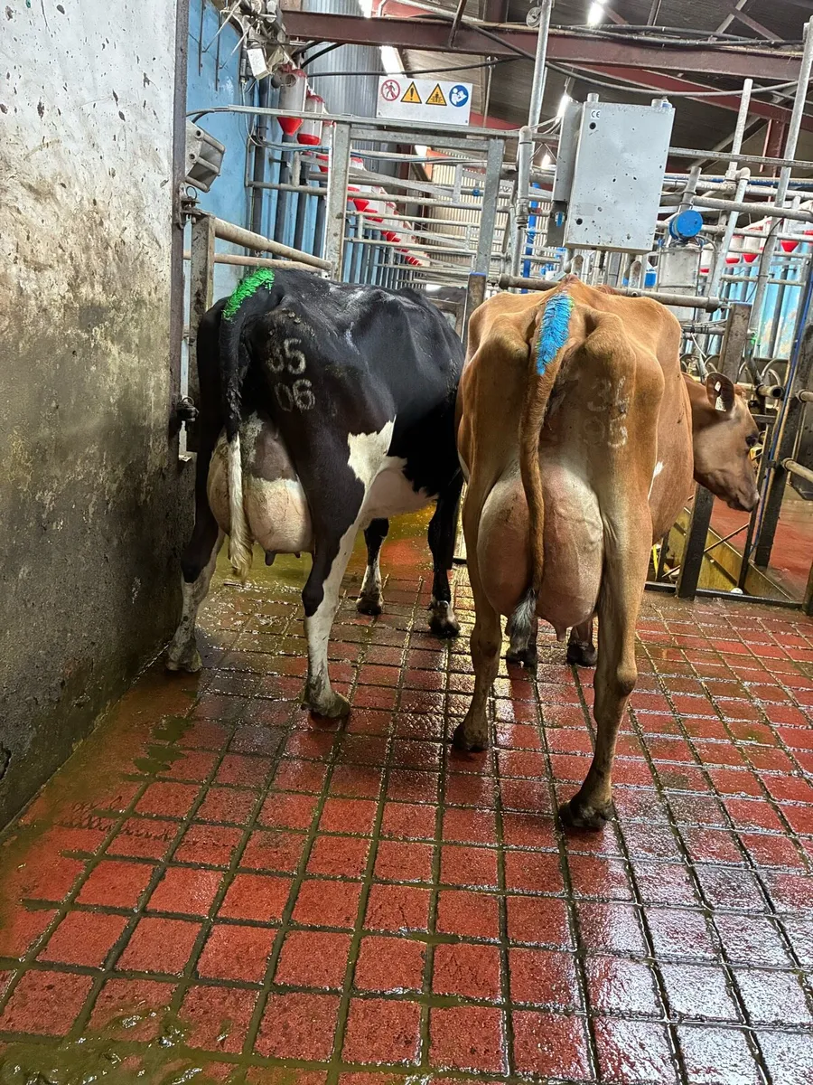 3 fresh calved young cows - Image 1