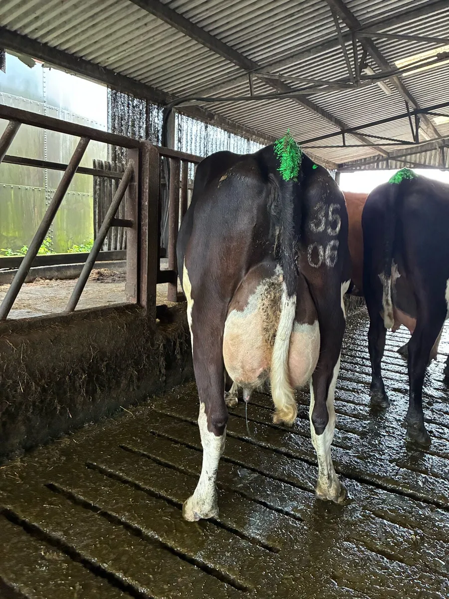 3 fresh calved young cows - Image 4