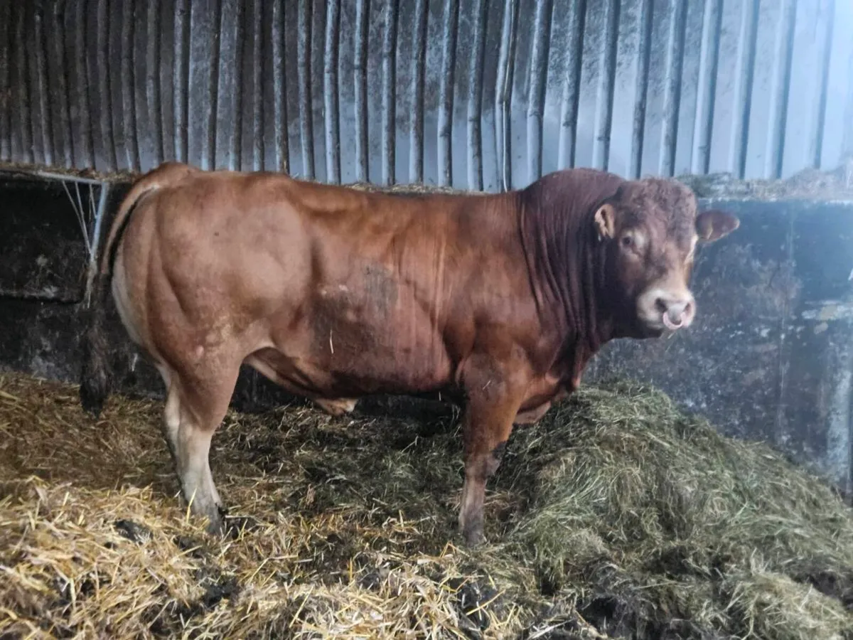 Cattle - Image 3