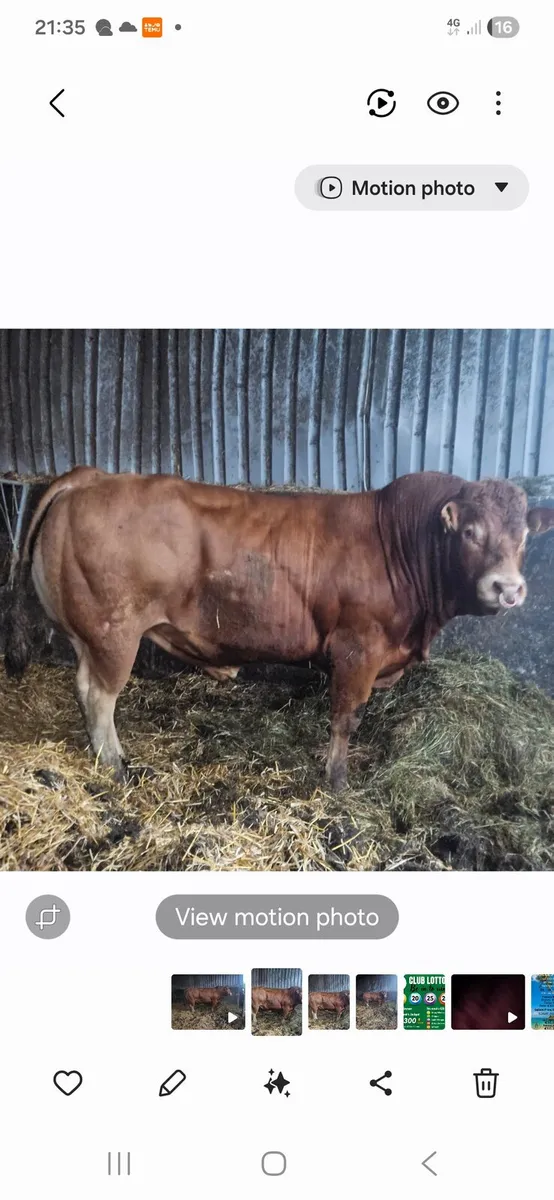 Cattle - Image 2