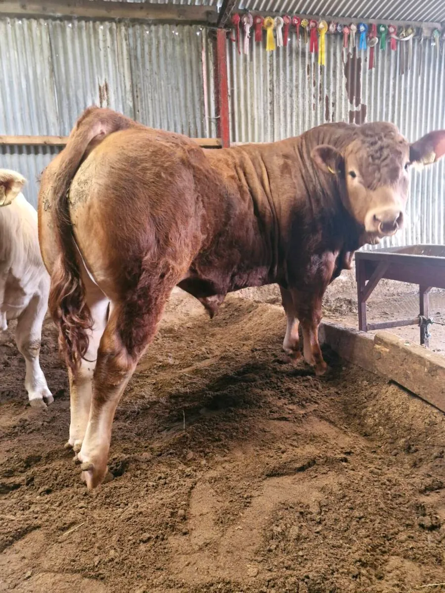 FOR SALE LOT 108 this sat 06/06!!! - Image 1
