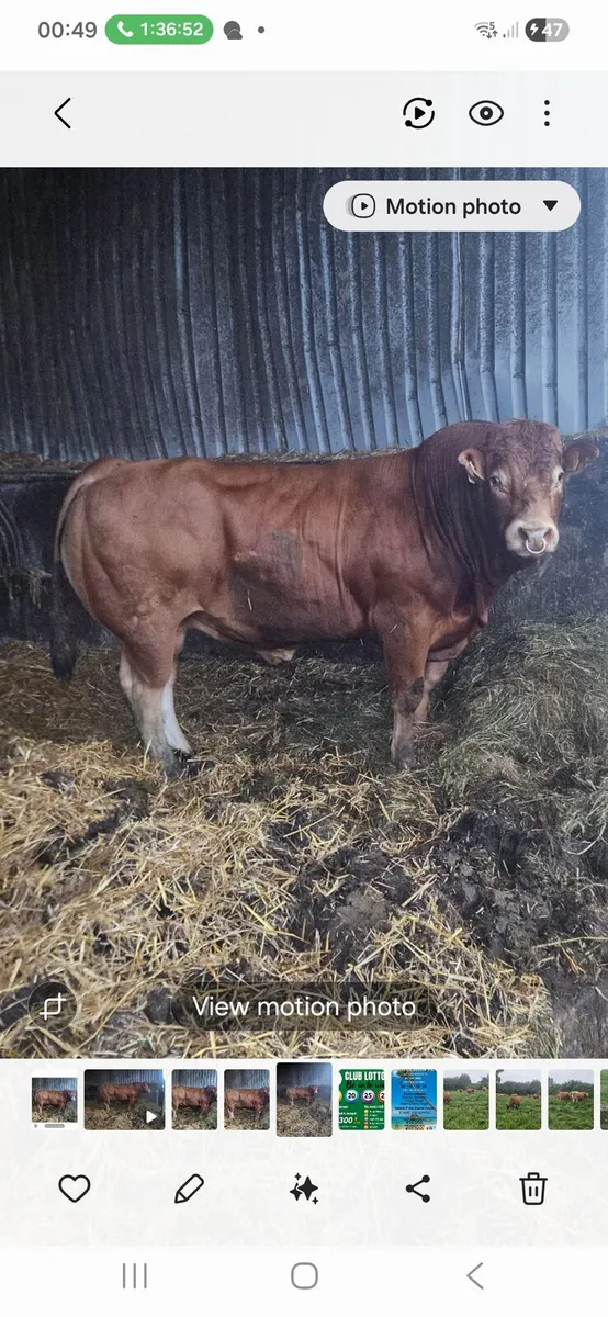 Cattle - Image 4