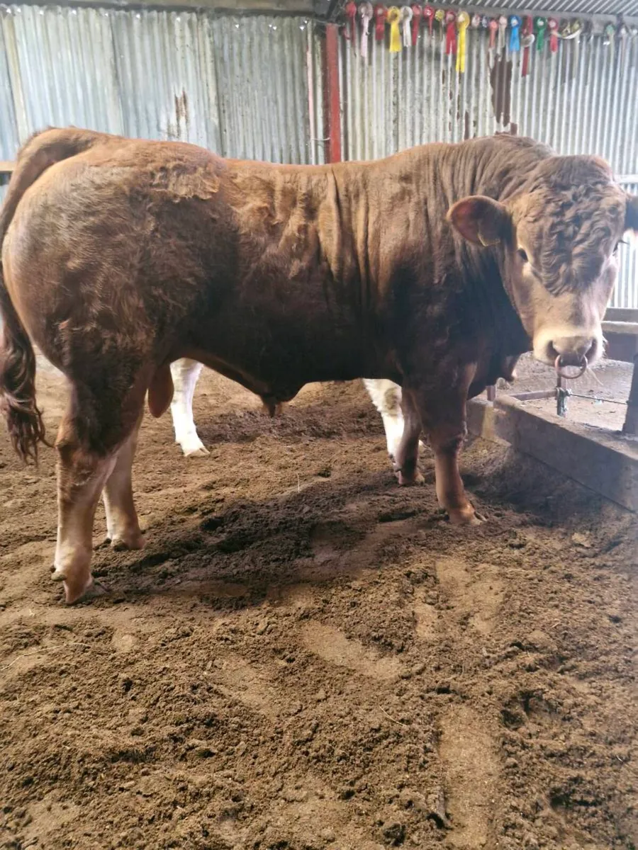 FOR SALE LOT 108 this sat 06/06!!! - Image 3