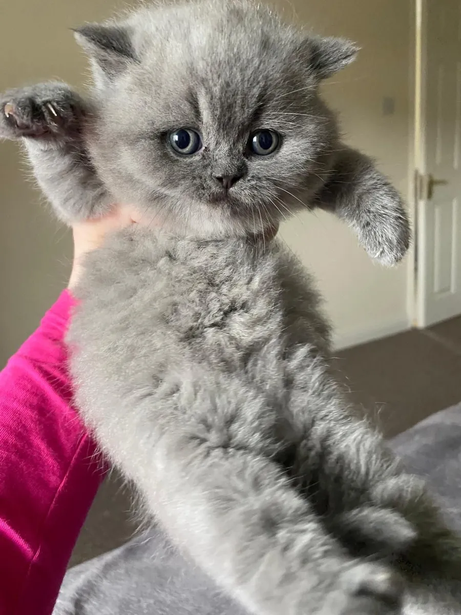 British shorthair kittens - Image 1