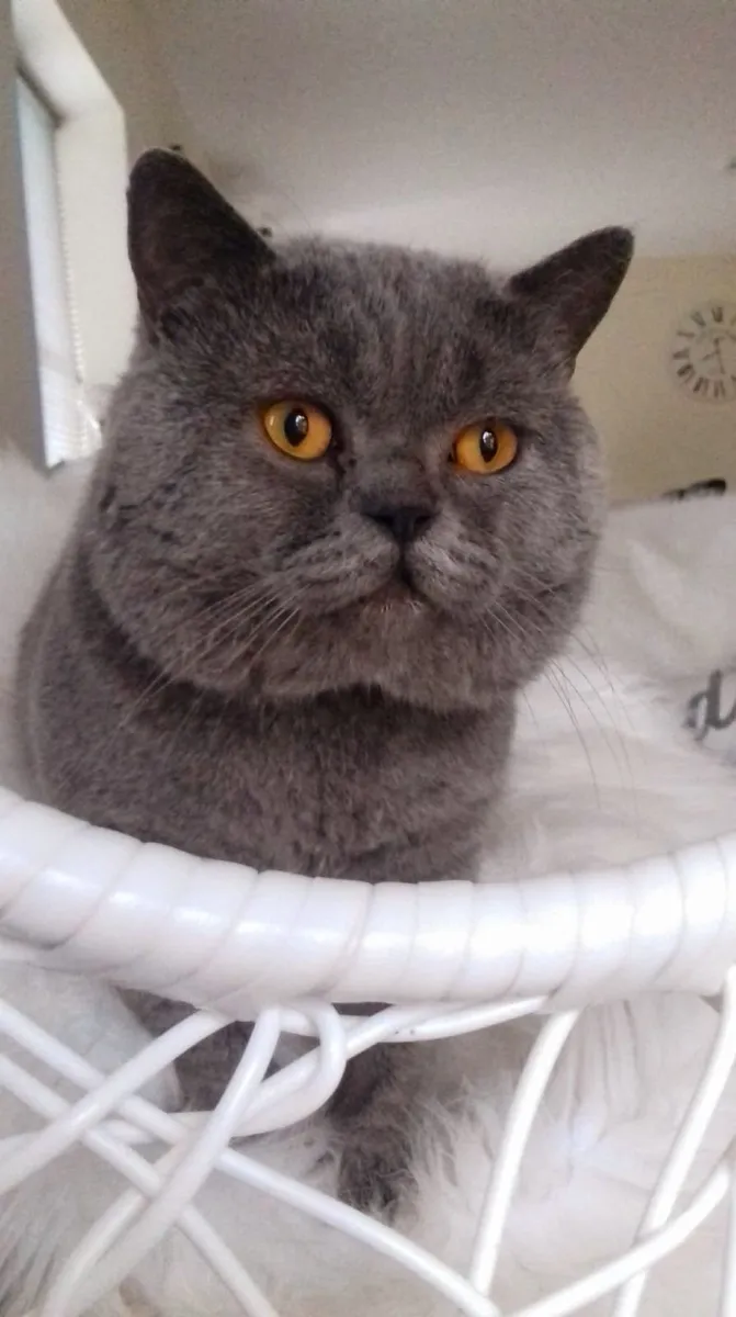 British shorthair kittens - Image 3