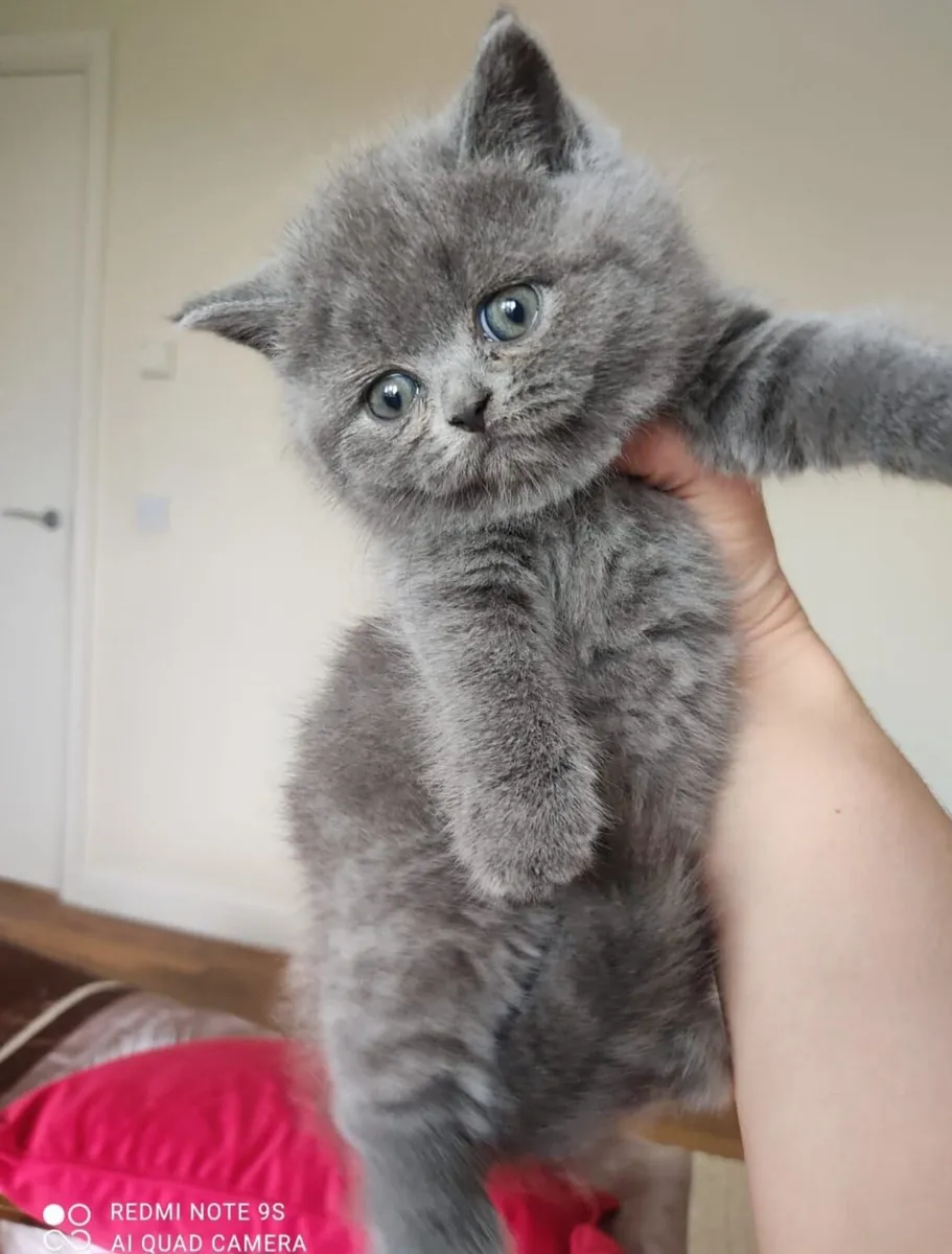 British shorthair kittens - Image 2