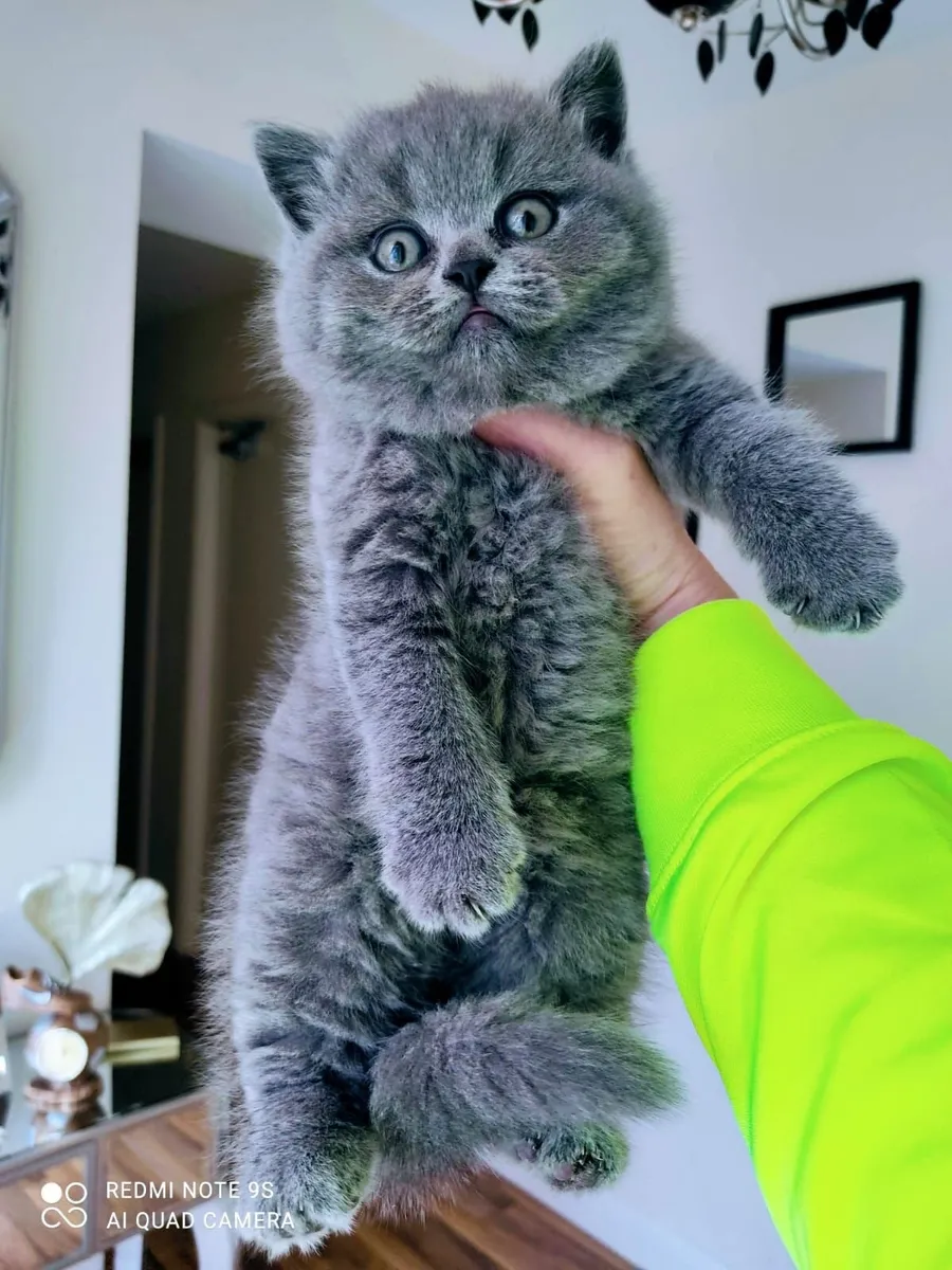 British shorthair kittens - Image 4