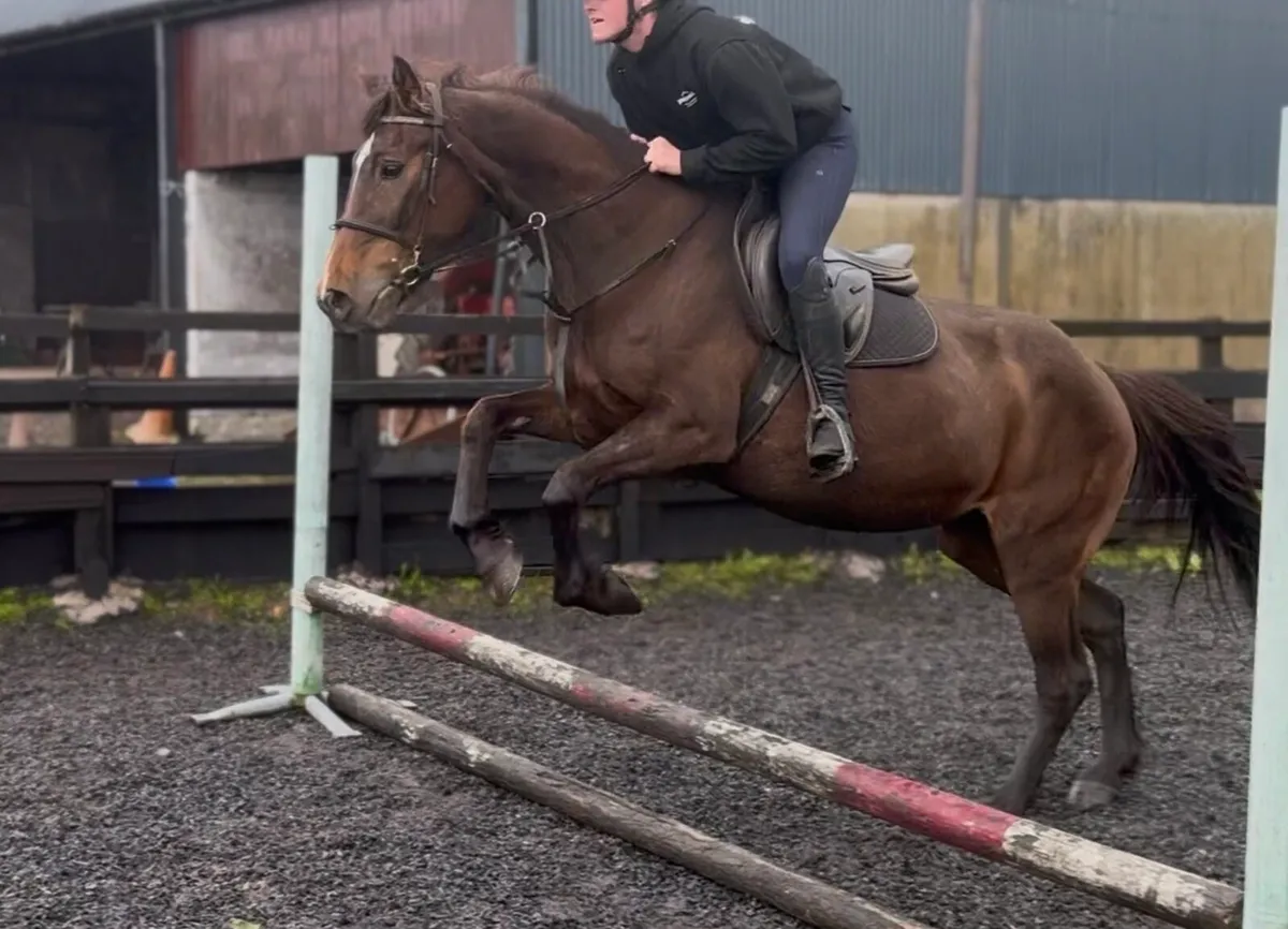 15h safe family horse - Image 4