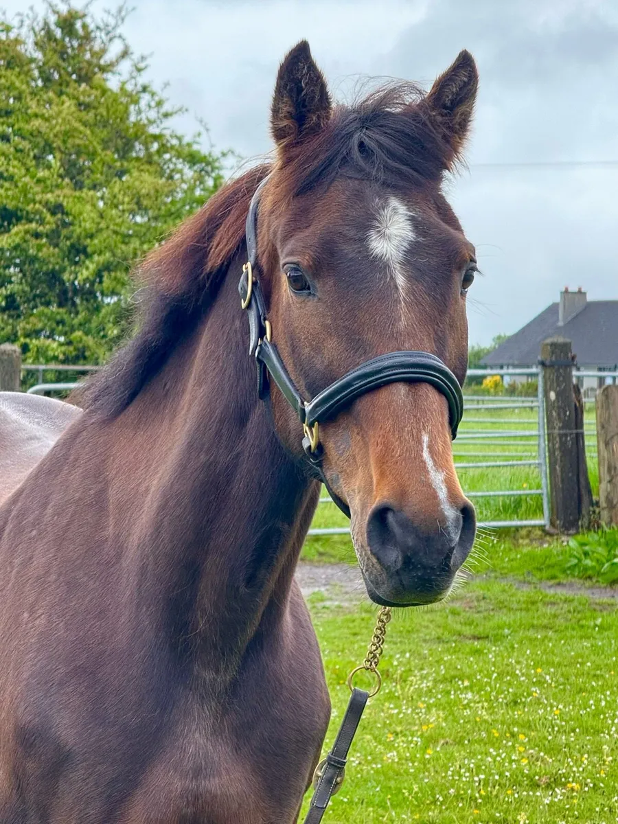 15h safe family horse - Image 1