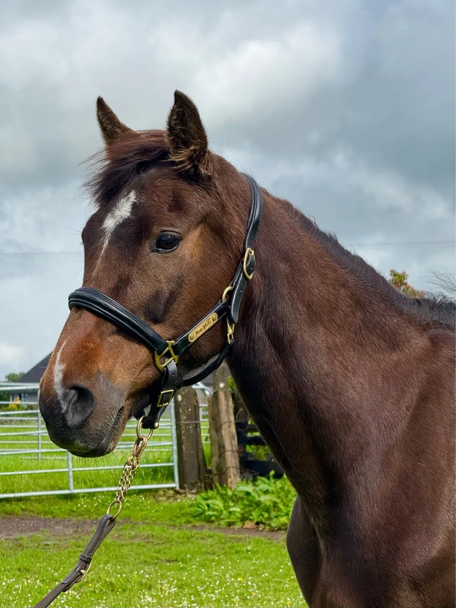 15h safe family horse - Image 2