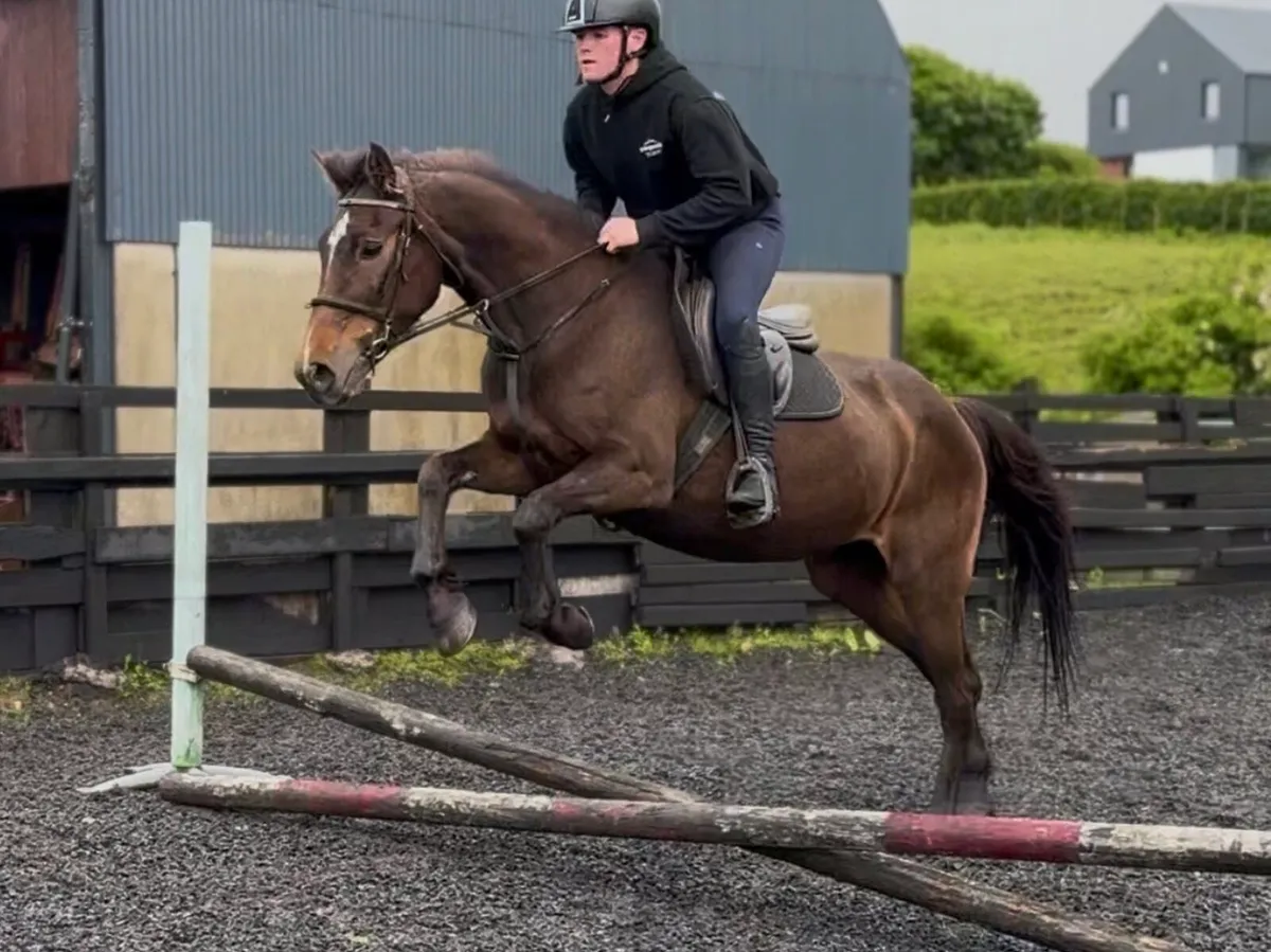 15h safe family horse - Image 3