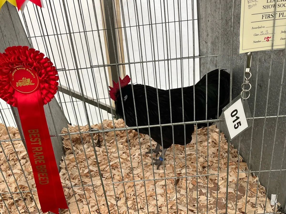 Show bantams - Image 1