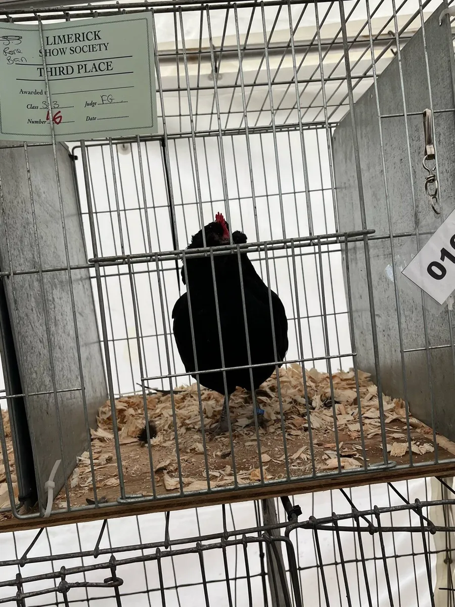 Show bantams - Image 2