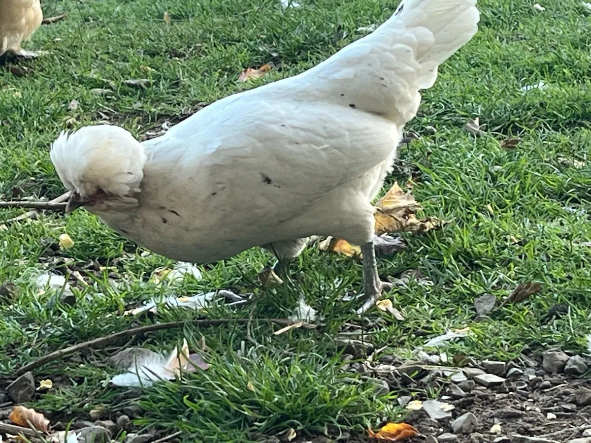 Show bantams - Image 3