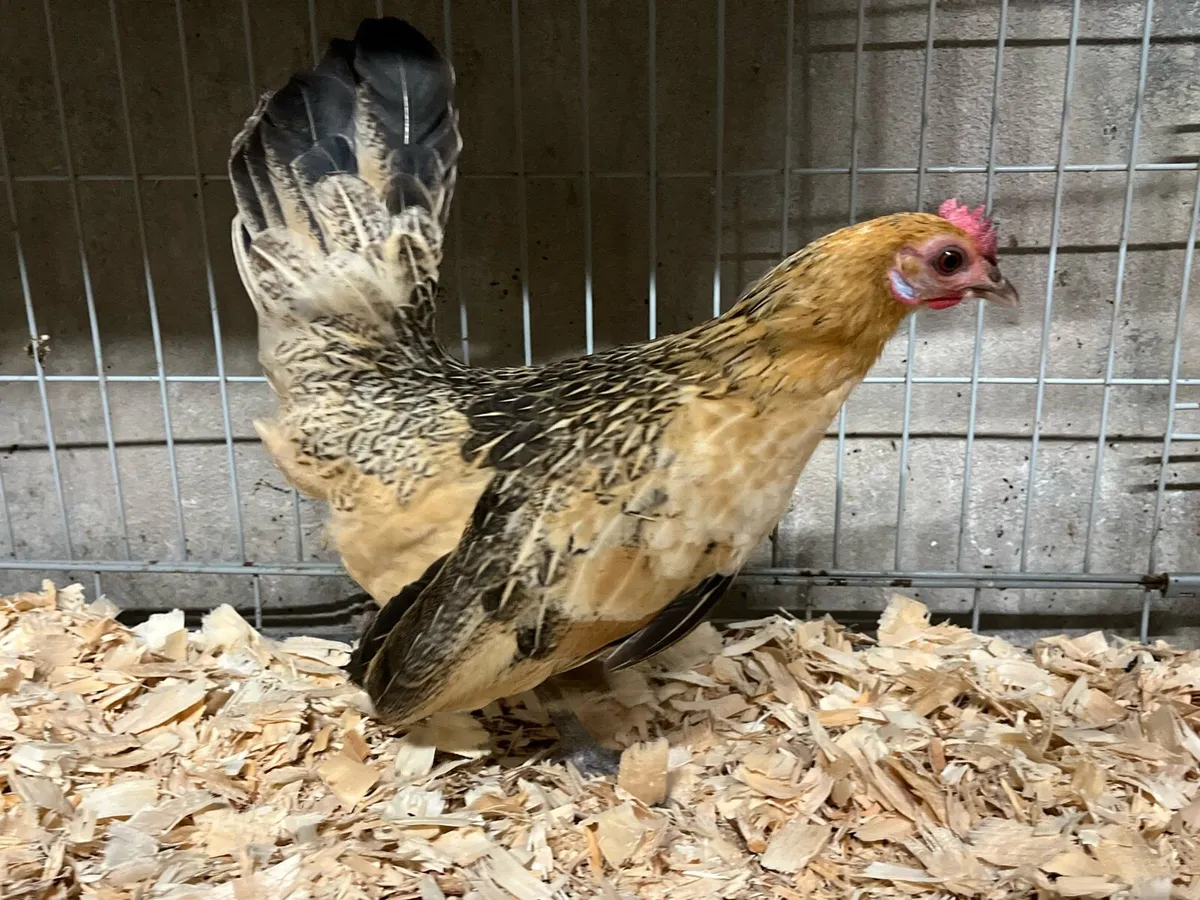 Show bantams - Image 4