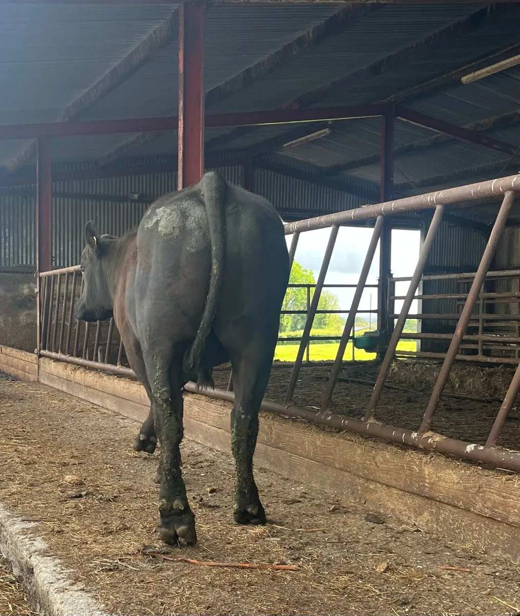 serious pbr  Angus bull for sale - Image 1