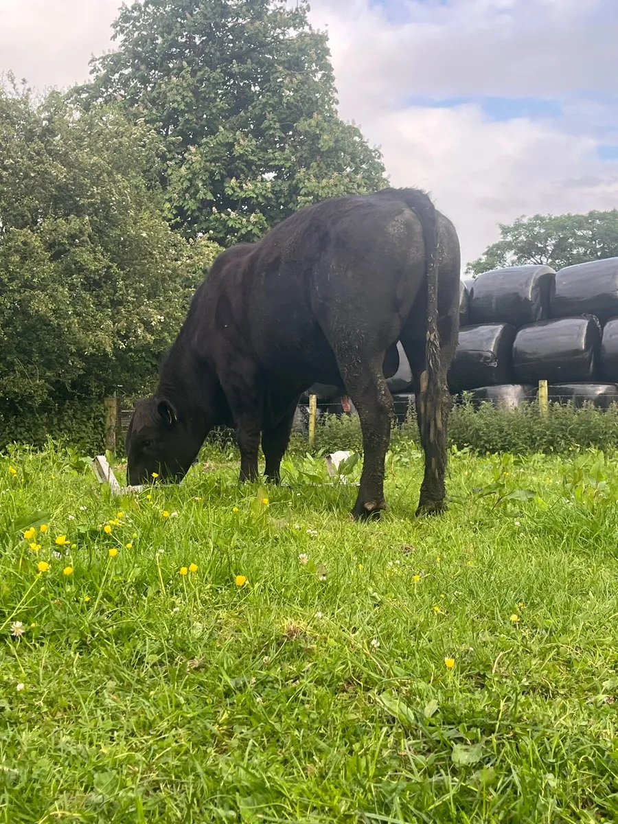 serious pbr  Angus bull for sale - Image 2