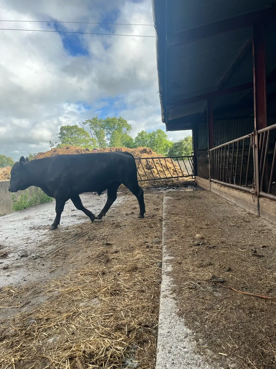 serious pbr  Angus bull for sale - Image 3