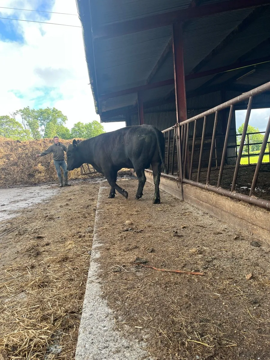 serious pbr  Angus bull for sale - Image 4