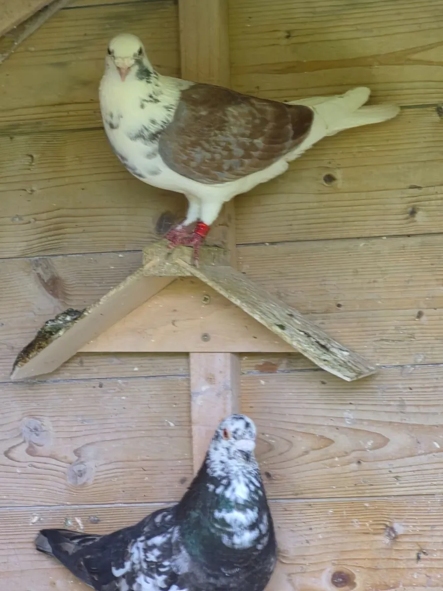Colour racing pigeons - Image 1