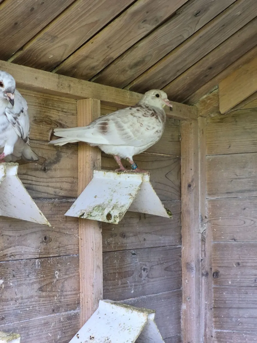 Colour racing pigeons - Image 2