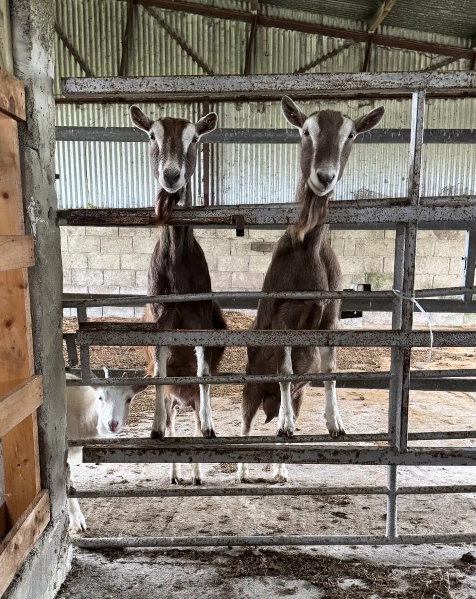 Goats