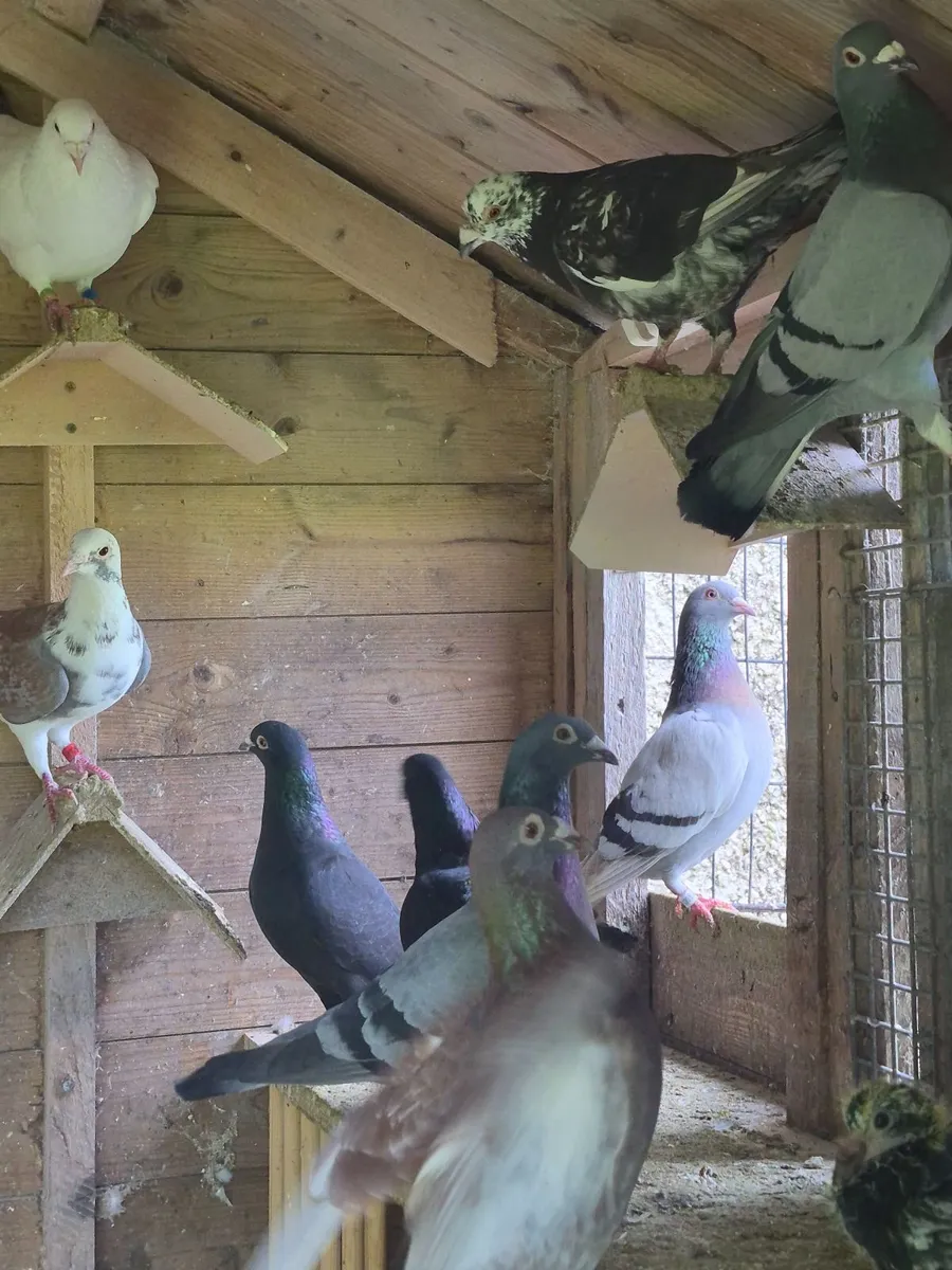 Colour racing pigeons - Image 3