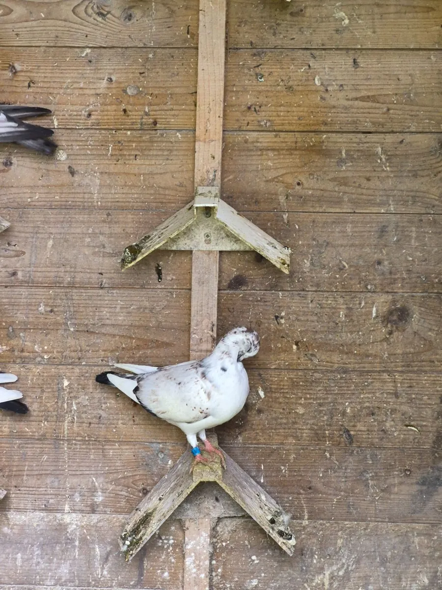 Colour racing pigeons - Image 4